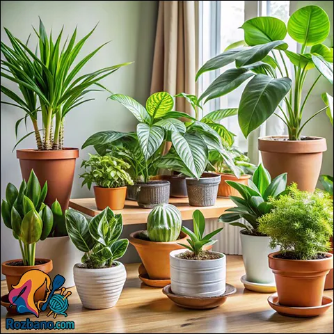 معرفی گل آپارتمانی حسن یوسف و بن سای