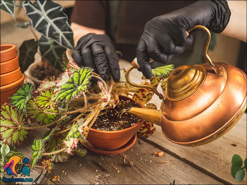 کاربرد چای در منزل برای زیبایی، تمیزی و گیاهان