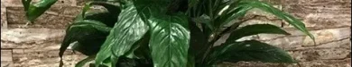 آموزش نگهداری و پرورش گل لی لی صلح در خانه