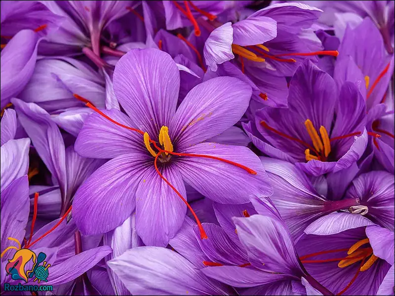 افزایش میل جنسی - زعفران