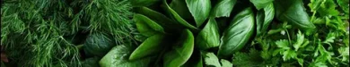 آموزش کامل آماده کردن سبزی خورش قورمه سبزی خوش عطر