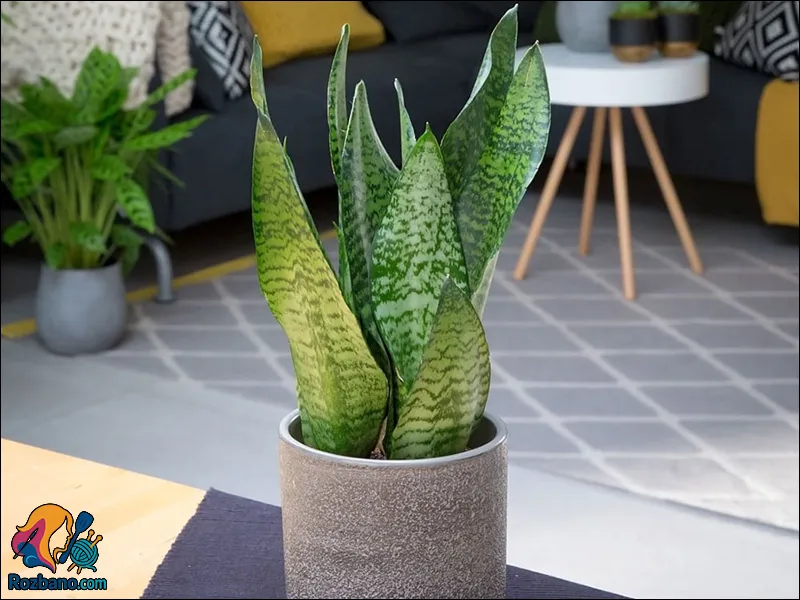 گیاهان مناسب خانه های مدرن - سانسوریا (Snake Plant)
