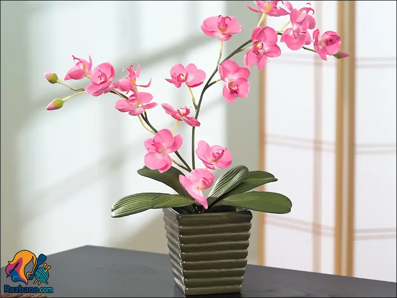گیاهان مناسب خانه های مدرن - ارکیده (Orchid)