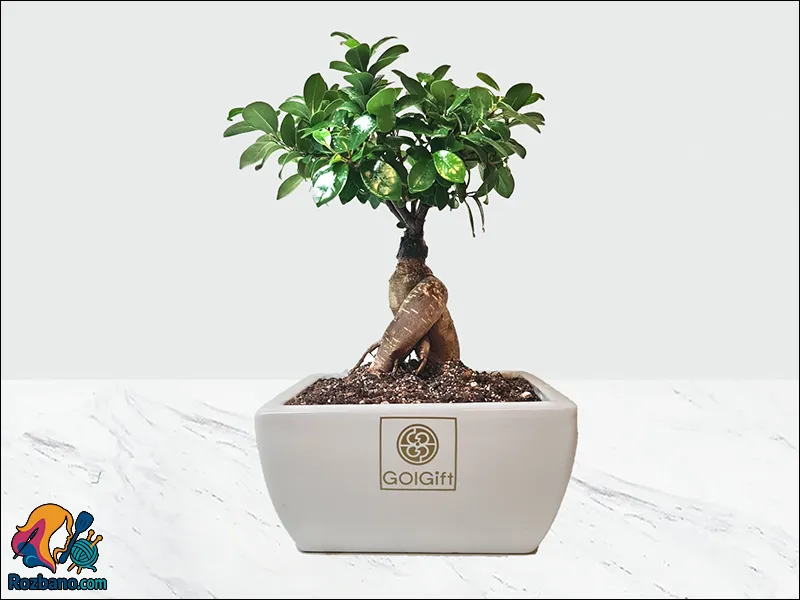 گیاهان مناسب خانه های مدرن - بونسای