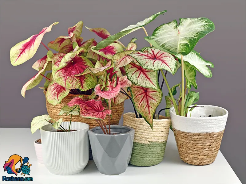 گیاهان مناسب خانه های مدرن - کالادیوم