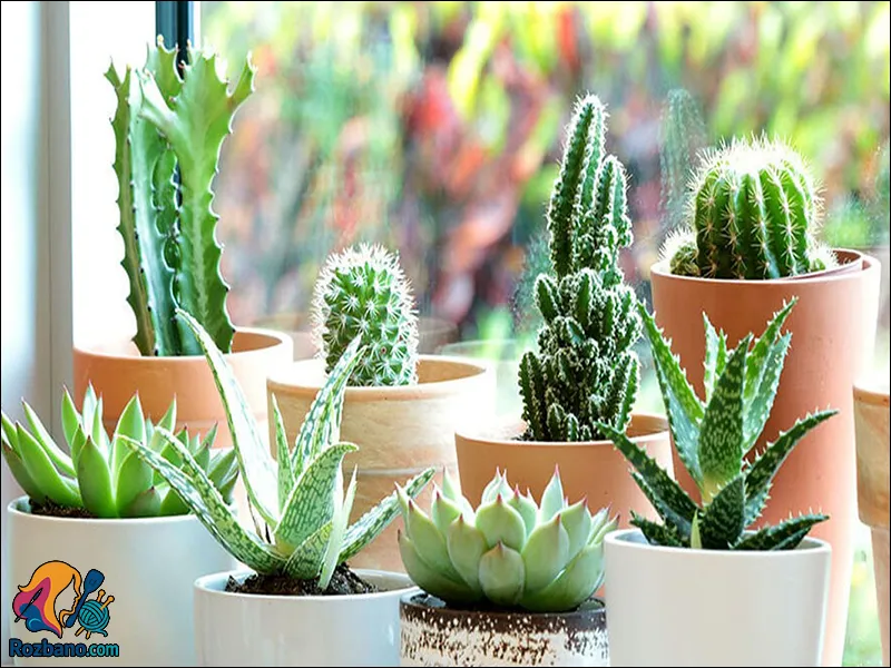 گیاهان مناسب خانه های مدرن - کاکتوس های خاص و مدرن