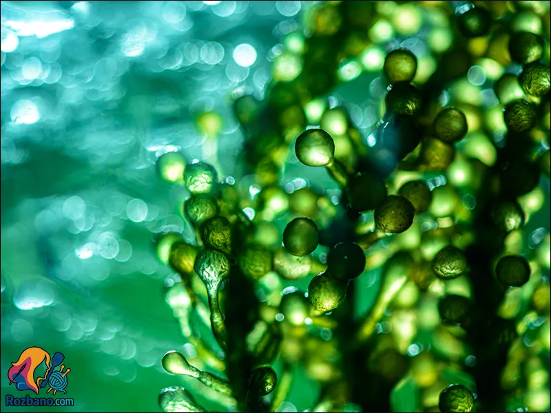 خواص جلبک ها و فواید شگفت انگیز برای سلامت و زیبایی