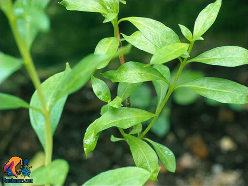 طرز استفاده حنا برای بدن و تاثیرات دارویی - the health benefits of henna 02