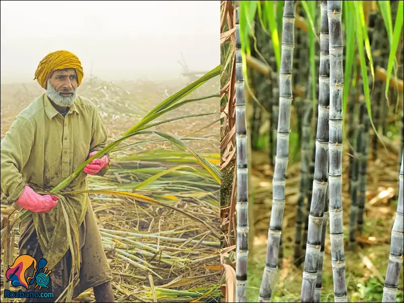 خواص شگفت انگیز نیشکر و آب نیشکر؛ نوشیدنی طبیعی انرژی-زا