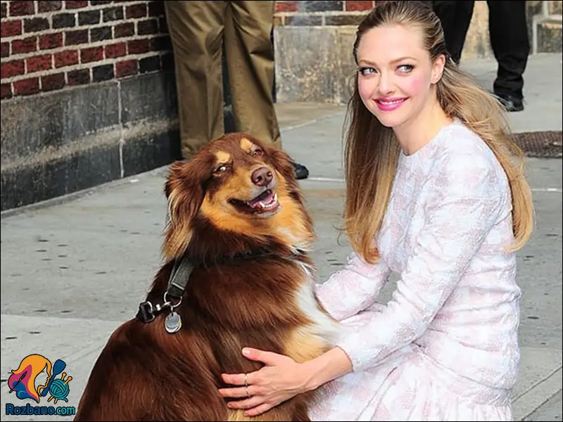 زندگی نامه آماندا سایفرد از مدلینگ تا اسکار