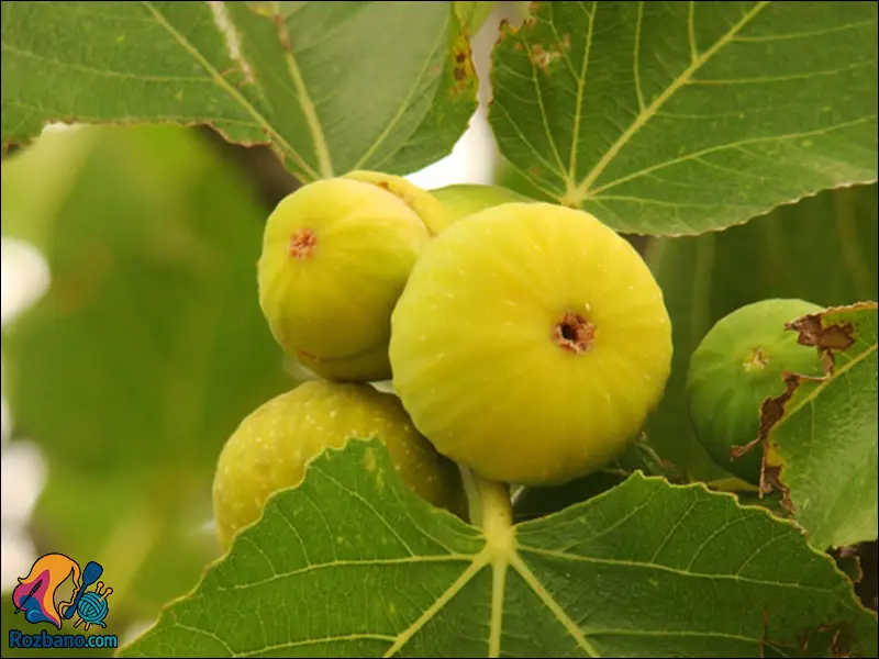 خوراکی هایی برای افزایش میل جنسی - انجیر