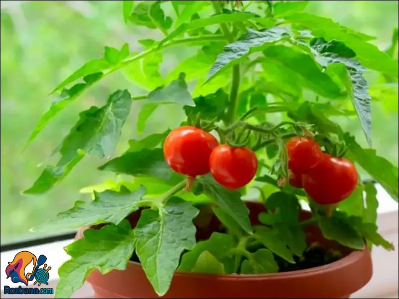 پرورش گوجه فرنگی در خانه | آموزش مرحله به مرحله