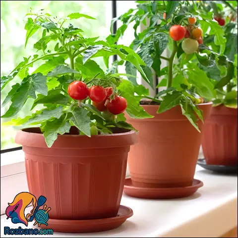 پرورش گوجه فرنگی در خانه در گلدان