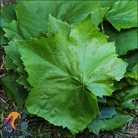 نگهداری برگ مو در فریزر خانگی