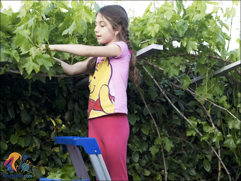 نگهداری برگ مو در فریزر بدون تغییر رنگ و افت کیفیت