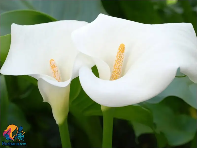 پرورش و نگهداری گل شیپوری نکات حرفه ای گلدهی