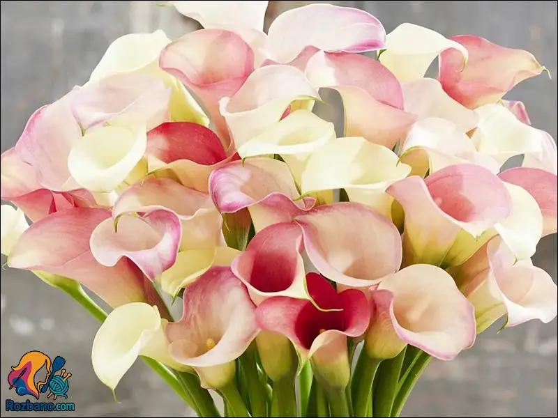 آموزش پرورش و نگهداری گل شیپوری از کاشت تا گلدهی