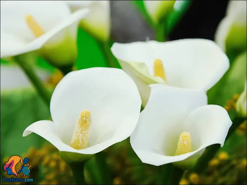 پرورش و نگهداری گل شیپوری و انواع رنگ ها