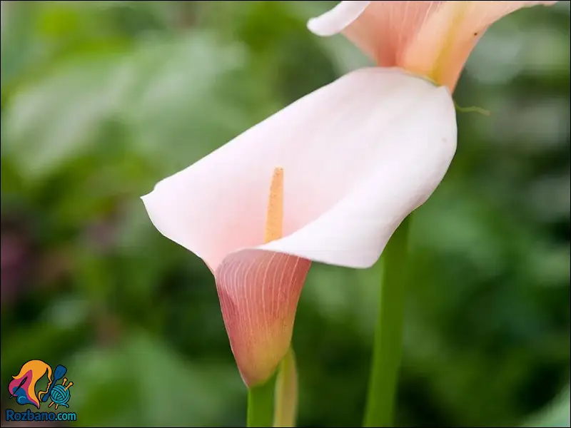 پرورش و نگهداری گل شیپوری در باغچه