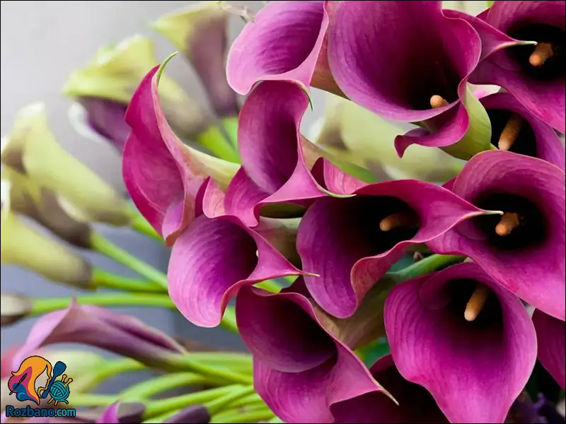 پرورش و نگهداری گل شیپوری در گلدان خانگی