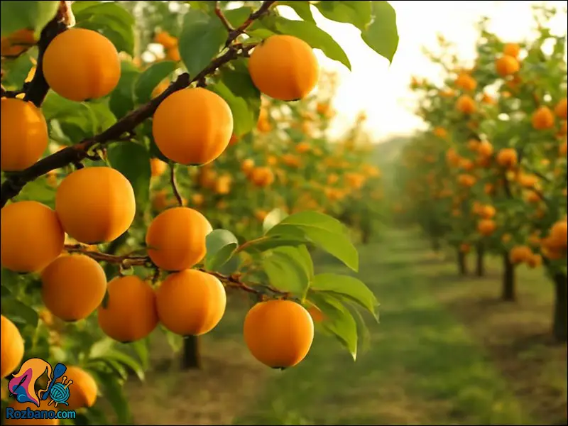 برگه زردآلو در منزل با طعم اصیل خانگی