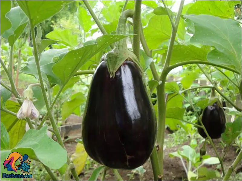 آموزش پرورش بادمجان و فلفل دلمه در آپارتمان