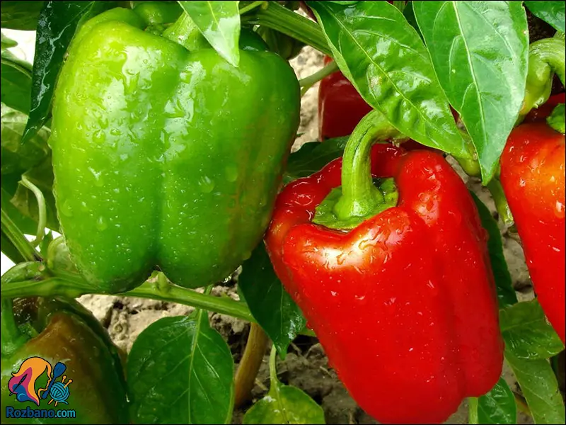 راهنمای ساده پرورش بادمجان و فلفل دلمه در گلدان