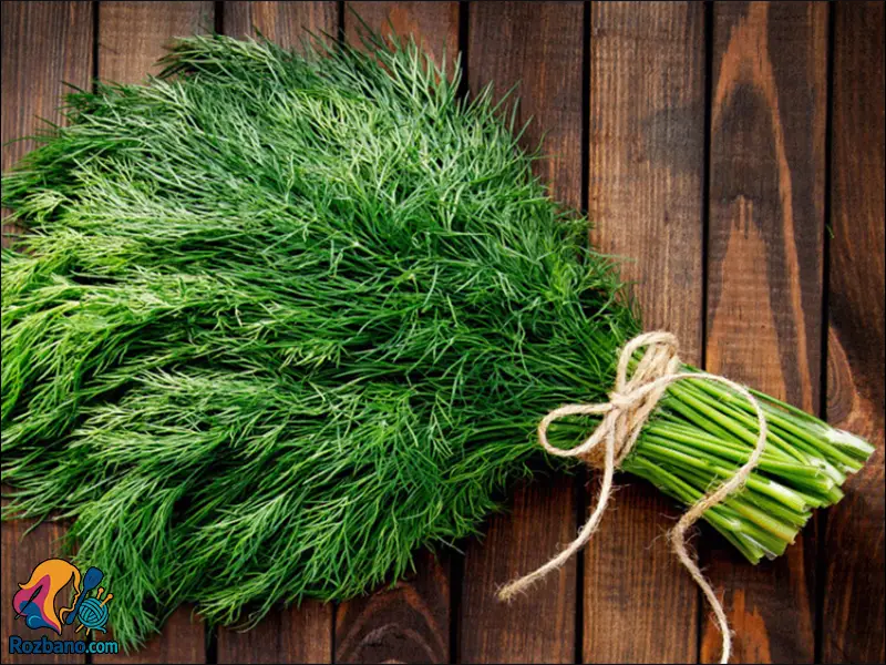 برداشت شوید تازه از باغچه