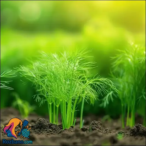 کاشت و نگهداری شوید در خانه به روش حرفه ای