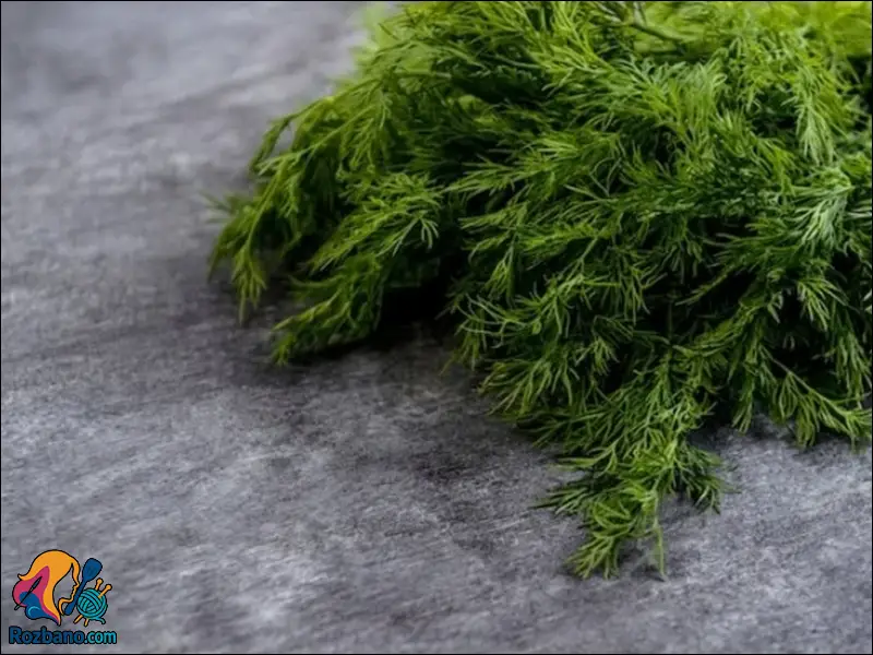 کاشت و نگهداری شوید به صورت اصولی و مرحله به مرحله