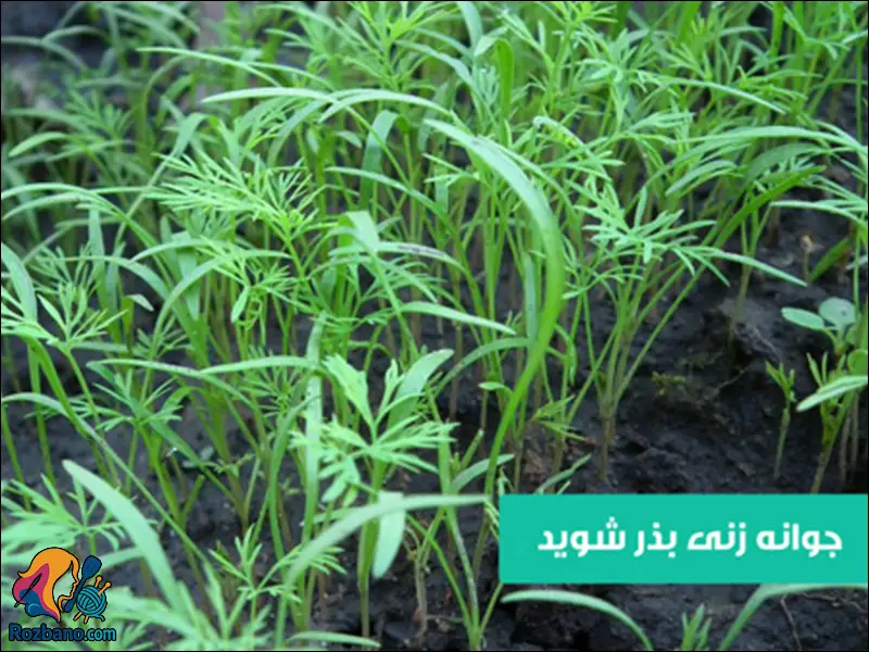 کاشت و نگهداری شوید در باغچه خانگی