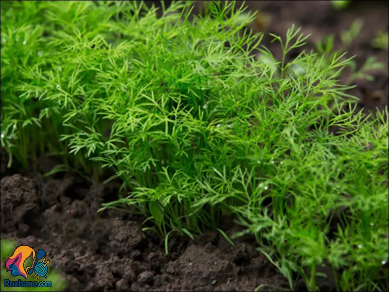 کاشت و نگهداری شوید در باغچه با بیشترین بازده