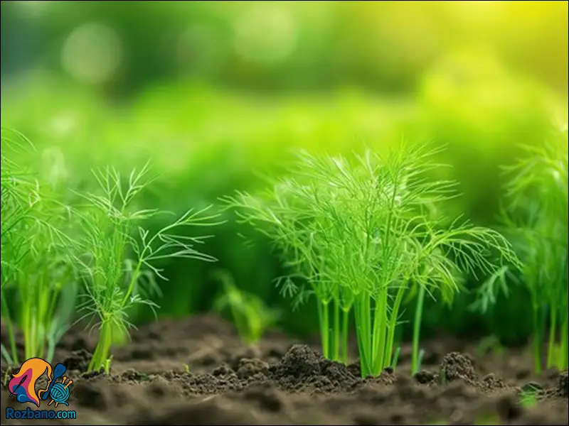 کاشت و نگهداری شوید مرحله به مرحله برای مبتدی ها