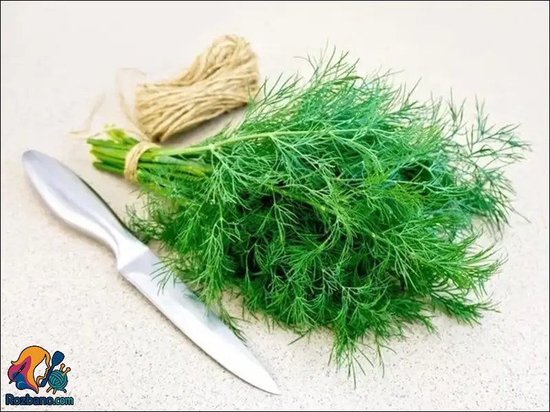 مراحل رشد گیاه شوید در خاک غنی