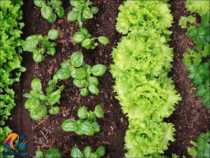 کاشت سبزی خوردن در خانه؛ روش ها و ترفندهای حرفه ای