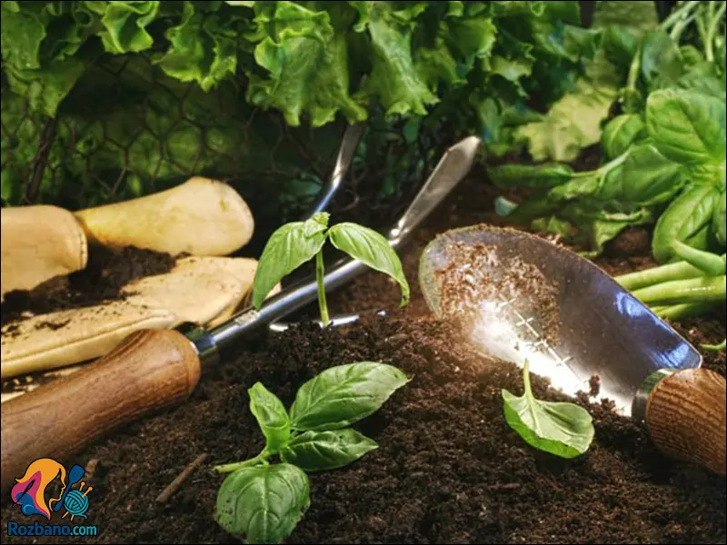 راهنمای صفر تا صد کاشت سبزی خوردن در خانه و آپارتمان