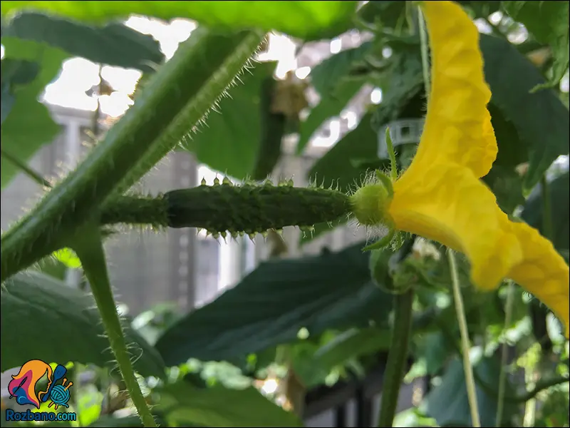 راهنمای کاربردی کاشت خیار مرحله به مرحله