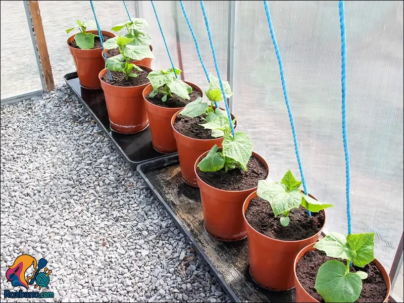 راهنمای کاربردی کاشت خیار مرحله به مرحله