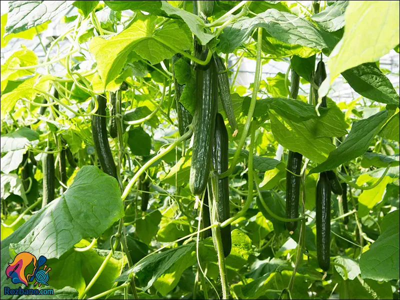 برداشت خیار تازه و ارگانیک خانگی