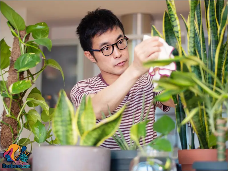 مزایای نگهداری گل و گیاه در خانه با تاثیرات شگفت انگيز