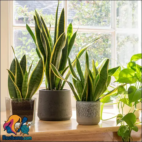 مزایای نگهداری گل و گیاه در خانه و تاثیر آن بر سلامتی