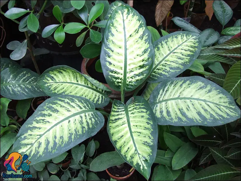 مزایای نگهداری گل و گیاه در خانه با گلدان های آپارتمانی