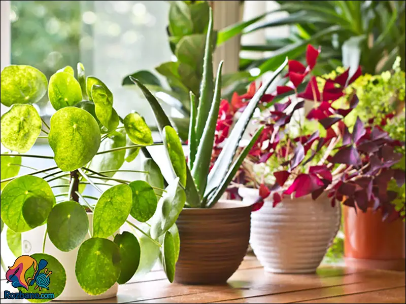 مزایای نگهداری گل و گیاه در خانه و بهبود کیفیت زندگی