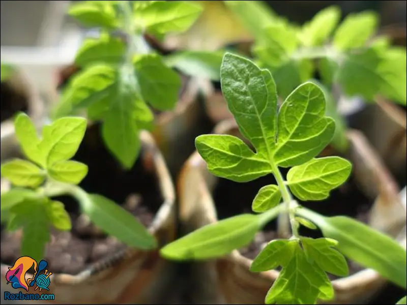 راهنمای ساده پرورش گوجه فرنگی و نخود فرنگی در باغچه