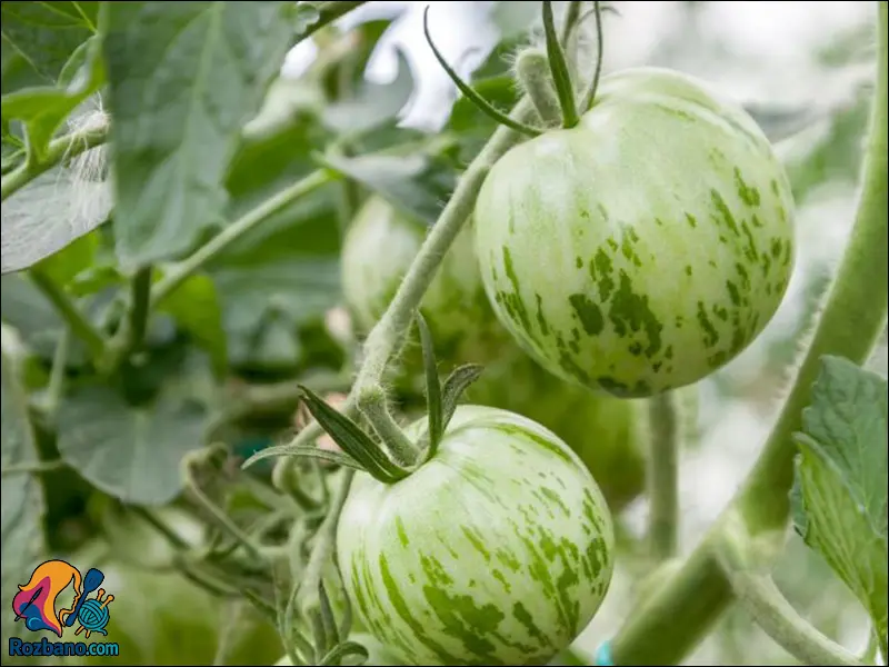 راهنمای ساده پرورش گوجه فرنگی و نخود فرنگی در باغچه