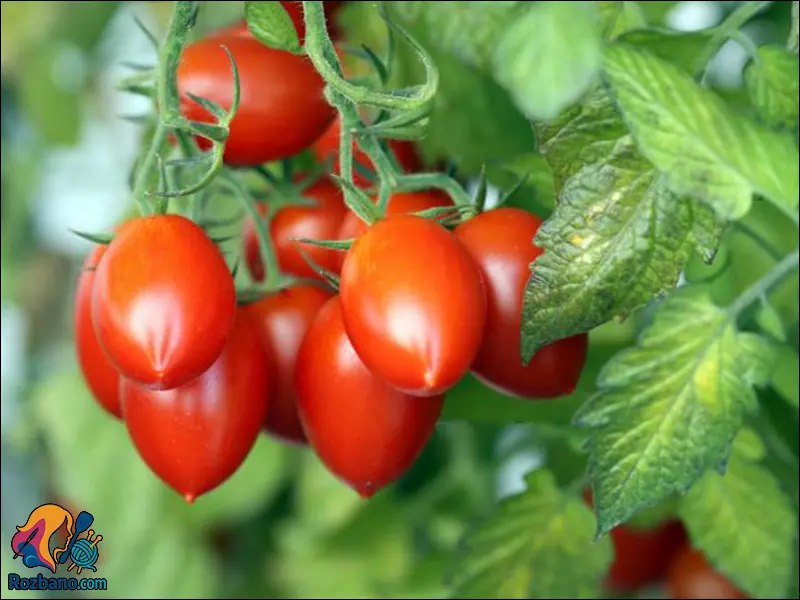 آموزش کامل پرورش گوجه فرنگی و نخود فرنگی در باغچه خانه