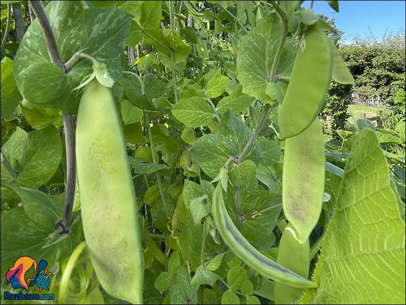 راهنمای ساده پرورش گوجه فرنگی و نخود فرنگی در باغچه