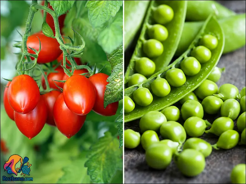 آموزش کامل پرورش گوجه فرنگی و نخود فرنگی در خانه