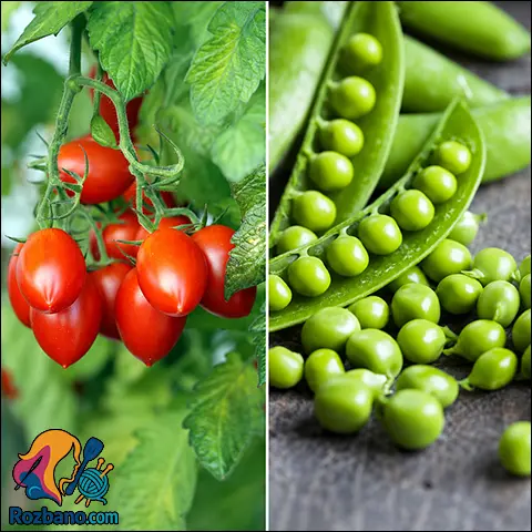 پرورش گوجه فرنگی و نخود فرنگی در باغچه منزل