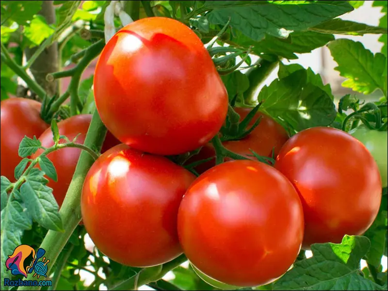 پرورش گوجه فرنگی و نخود فرنگی در باغچه منزل